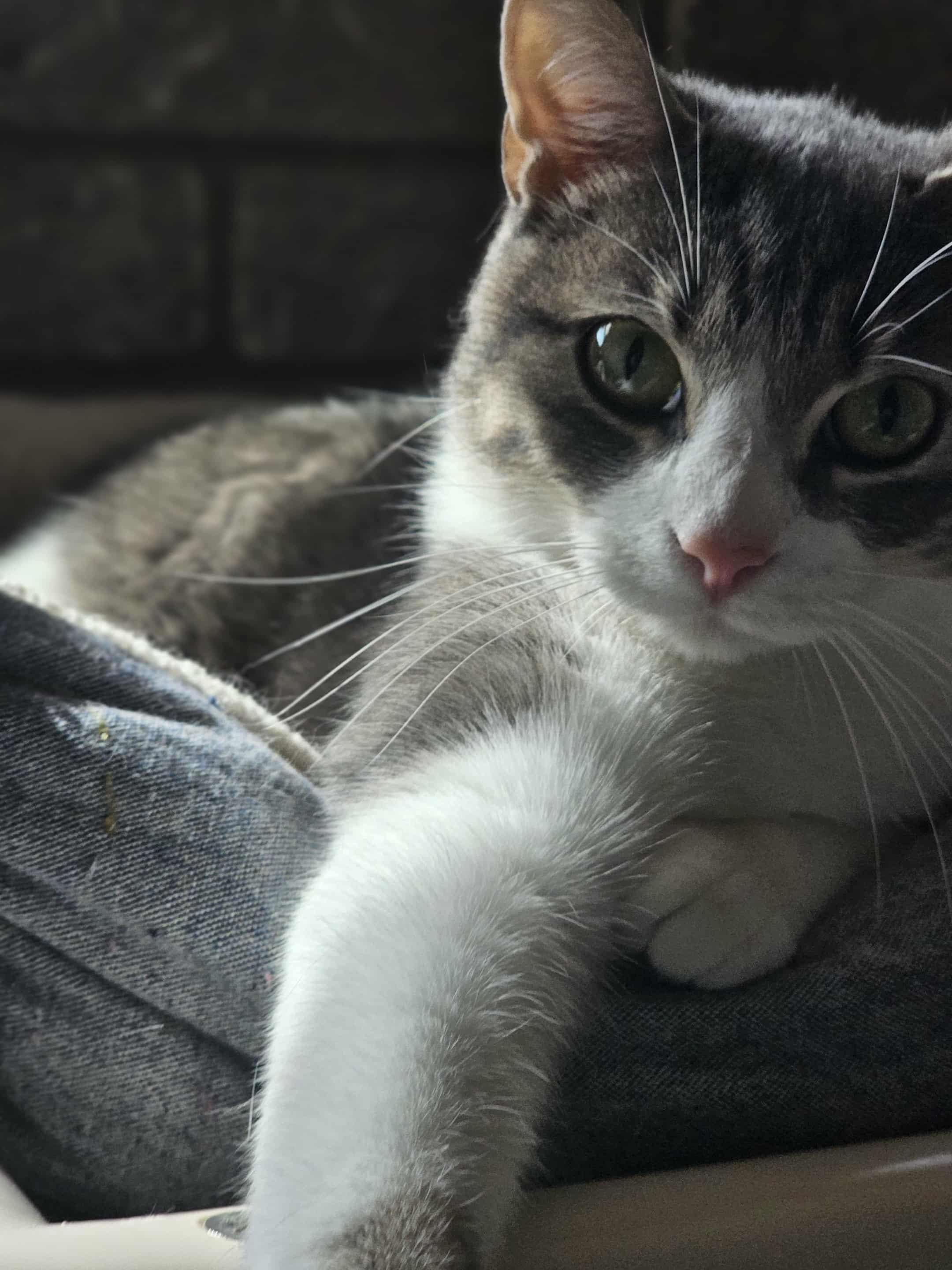 Enlarge Bran, a Adoptable mixed breed in San Angelo , TX image 5/6