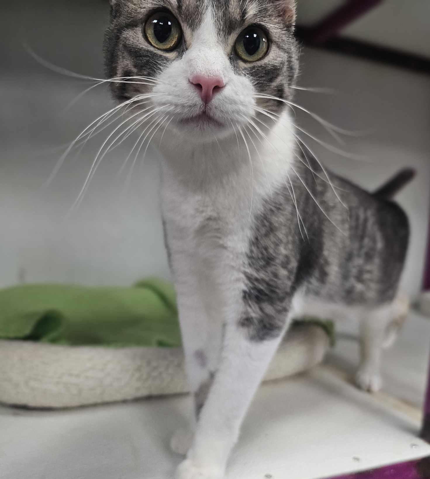 Enlarge Bran, a Adoptable mixed breed in San Angelo , TX image 6/6