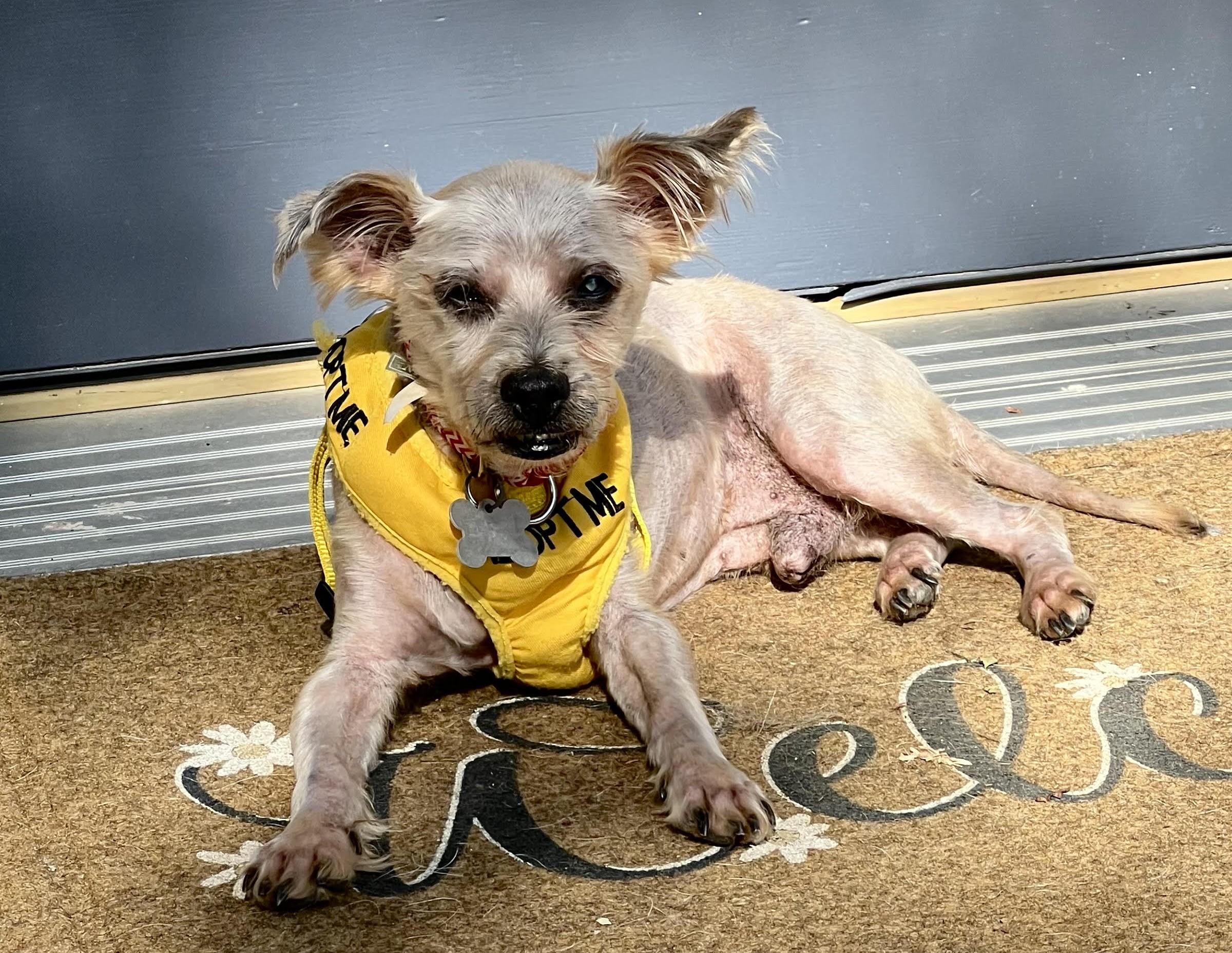 Enlarge Reese, a Adoptable mixed breed in Palatine, IL image 2/4