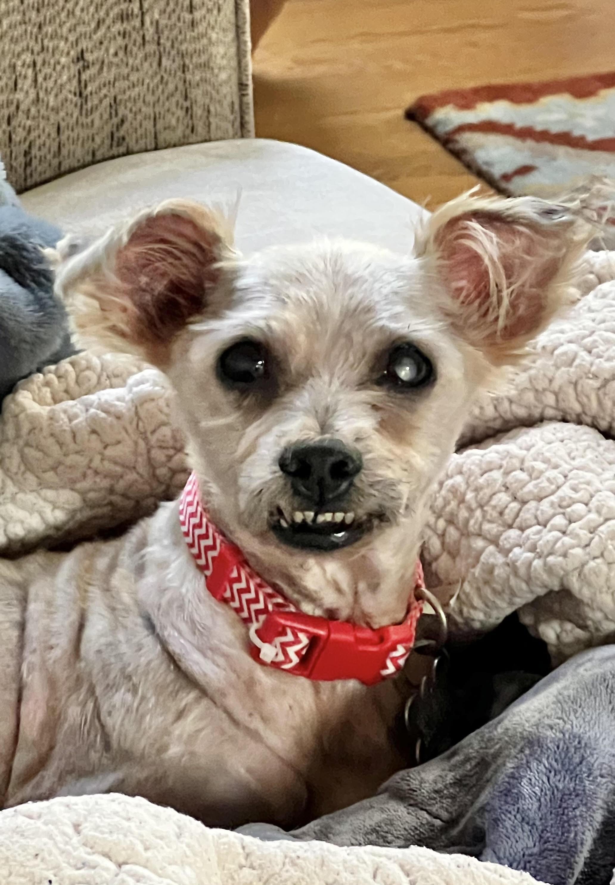 Reese, Adoptable, Senior Male Shih Tzu & Mixed Breed.