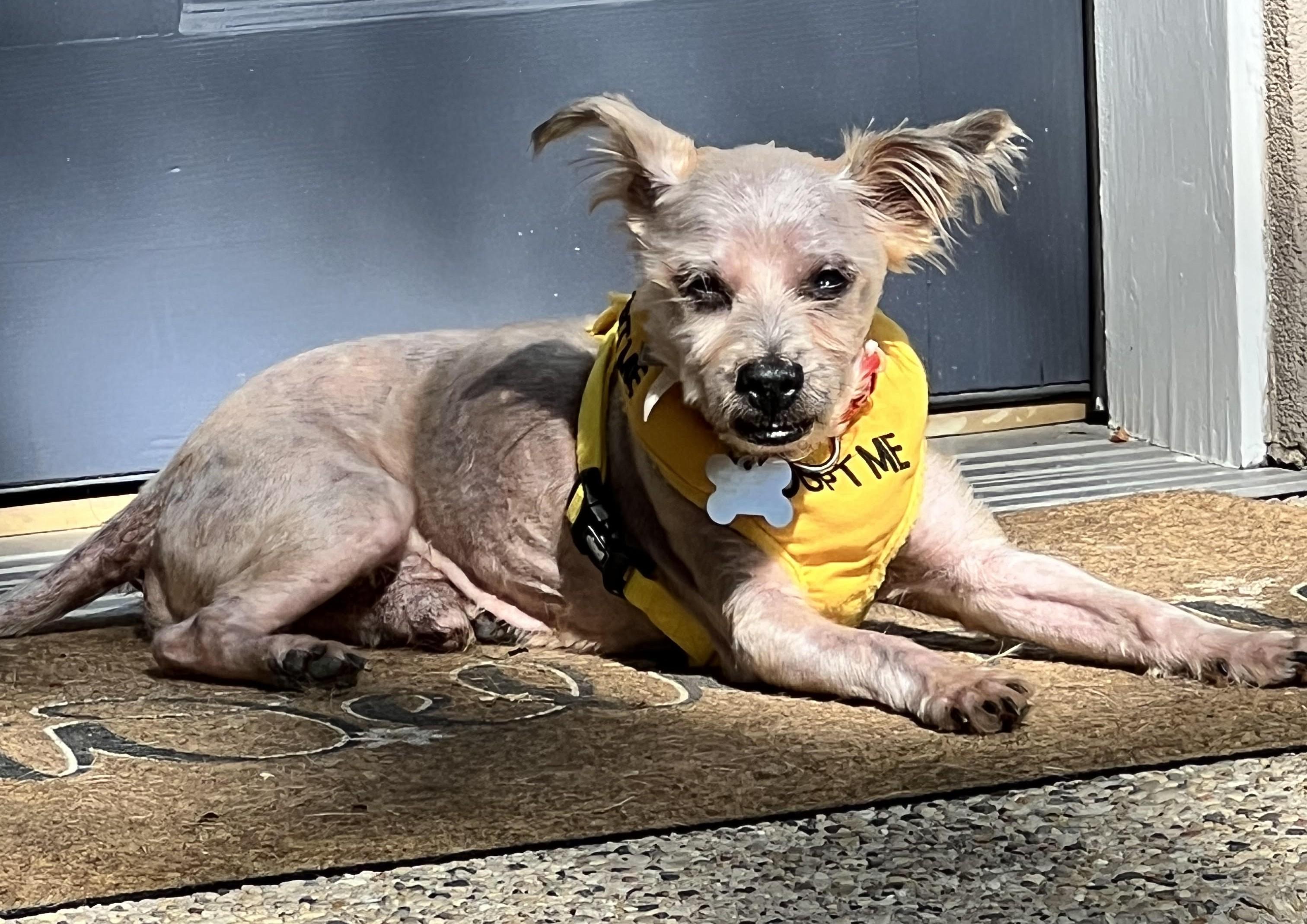Enlarge Reese, a Adoptable mixed breed in Palatine, IL image 3/4