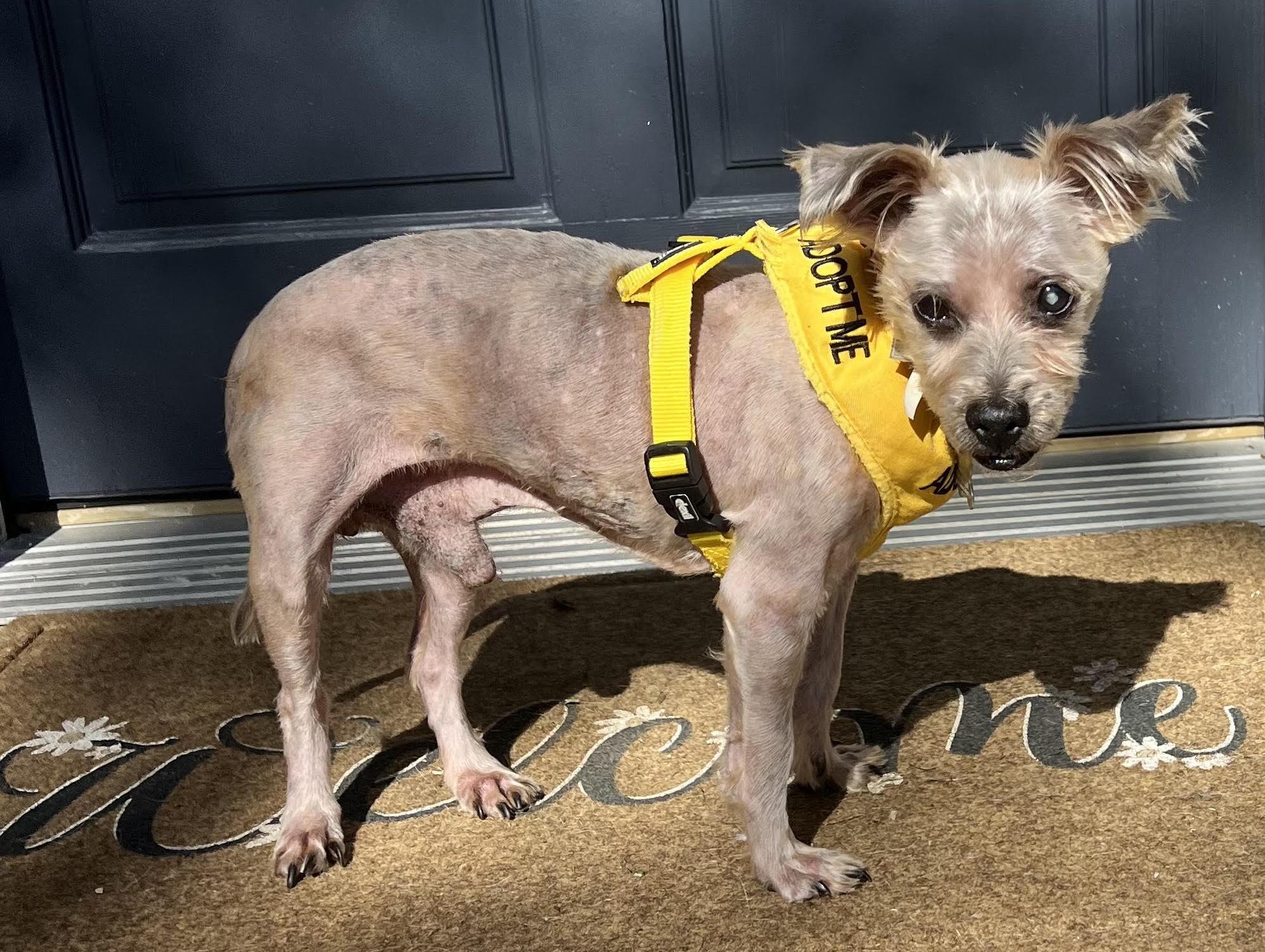 Enlarge Reese, a Adoptable mixed breed in Palatine, IL image 4/4