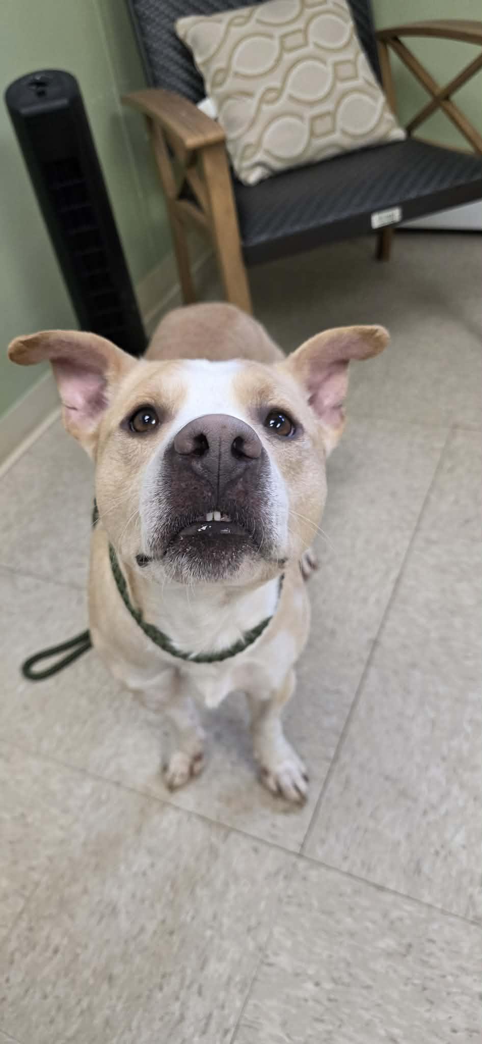 Ren, ADOPTABLE, Adult Male Pit Bull Terrier.