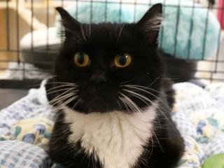 Lil' Kitty, an adopted mixed breed in Anaconda, MT image 2/3