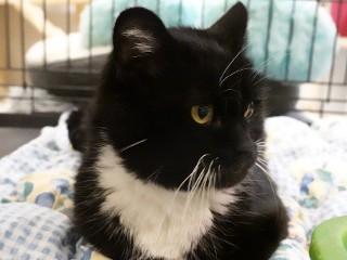 Lil' Kitty, an adopted mixed breed in Anaconda, MT image 3/3