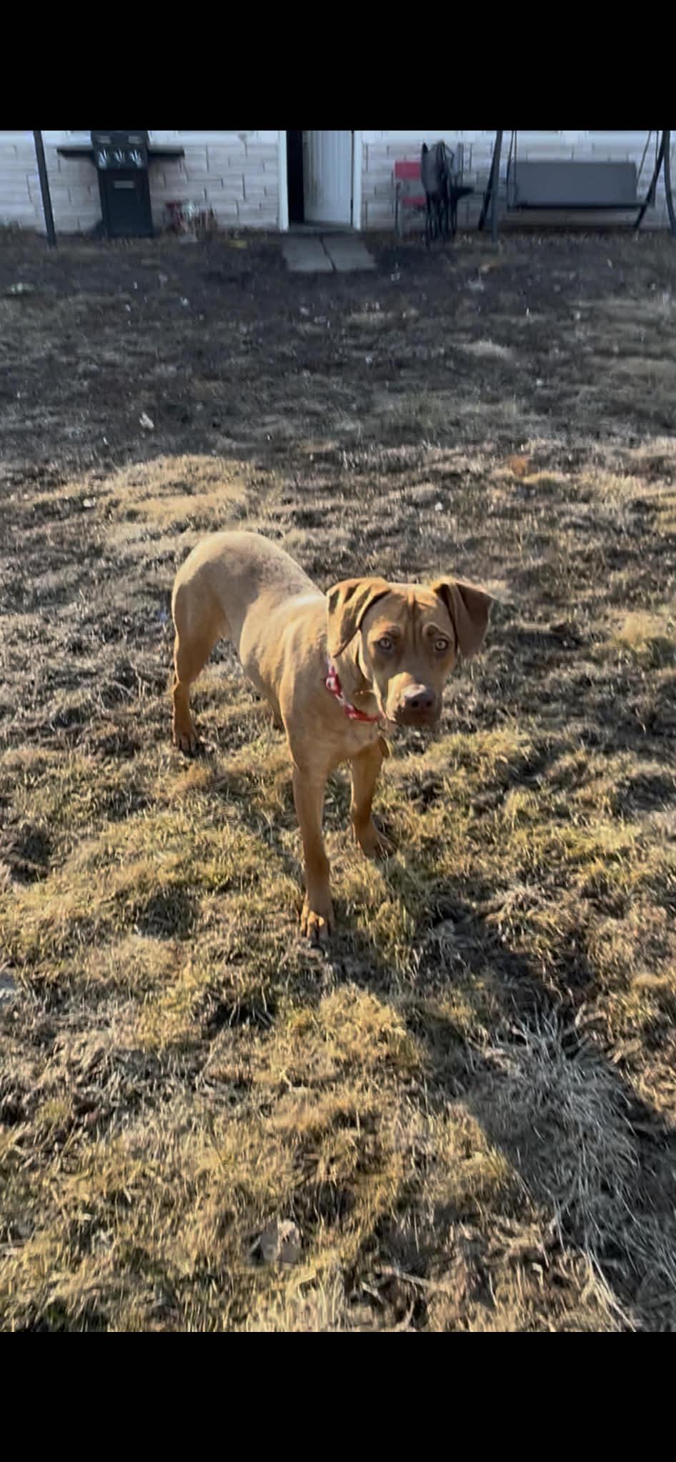 Lucy, ADOPTABLE, Young Female Vizsla.