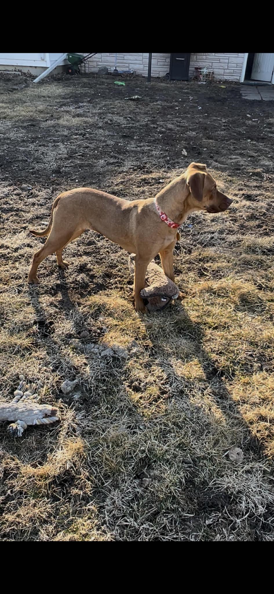 Enlarge Lucy, a ADOPTABLE mixed breed in Byron, IL image 2/6