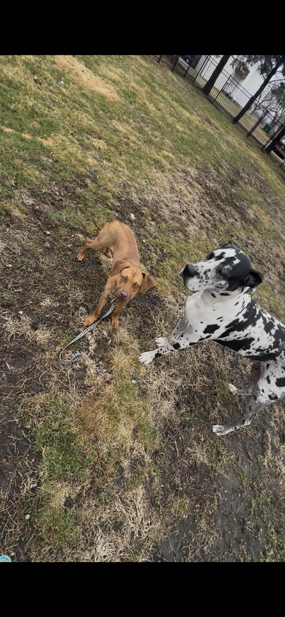 Enlarge Lucy, a ADOPTABLE mixed breed in Byron, IL image 3/6