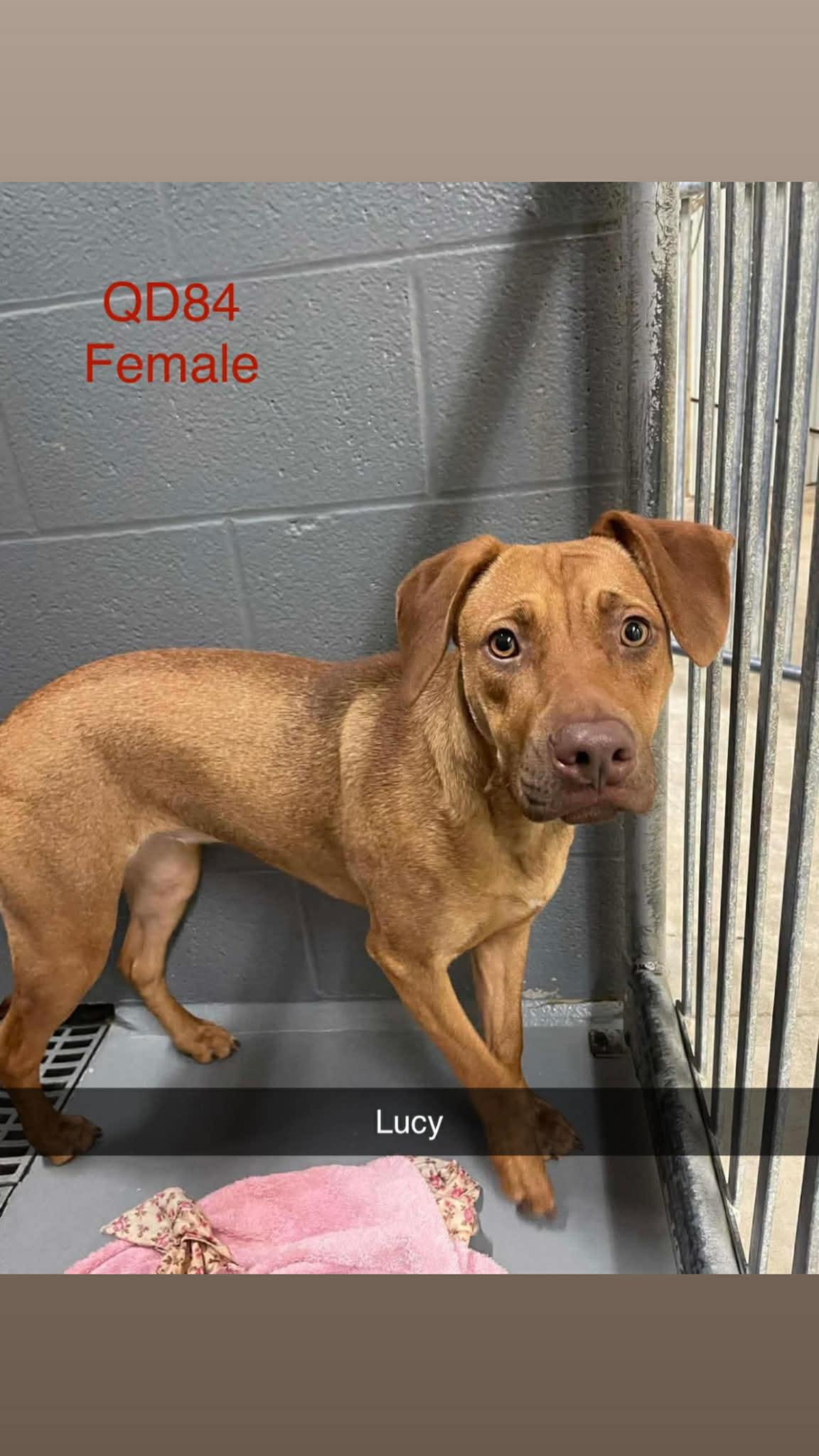 Enlarge Lucy, a ADOPTABLE mixed breed in Byron, IL image 4/6
