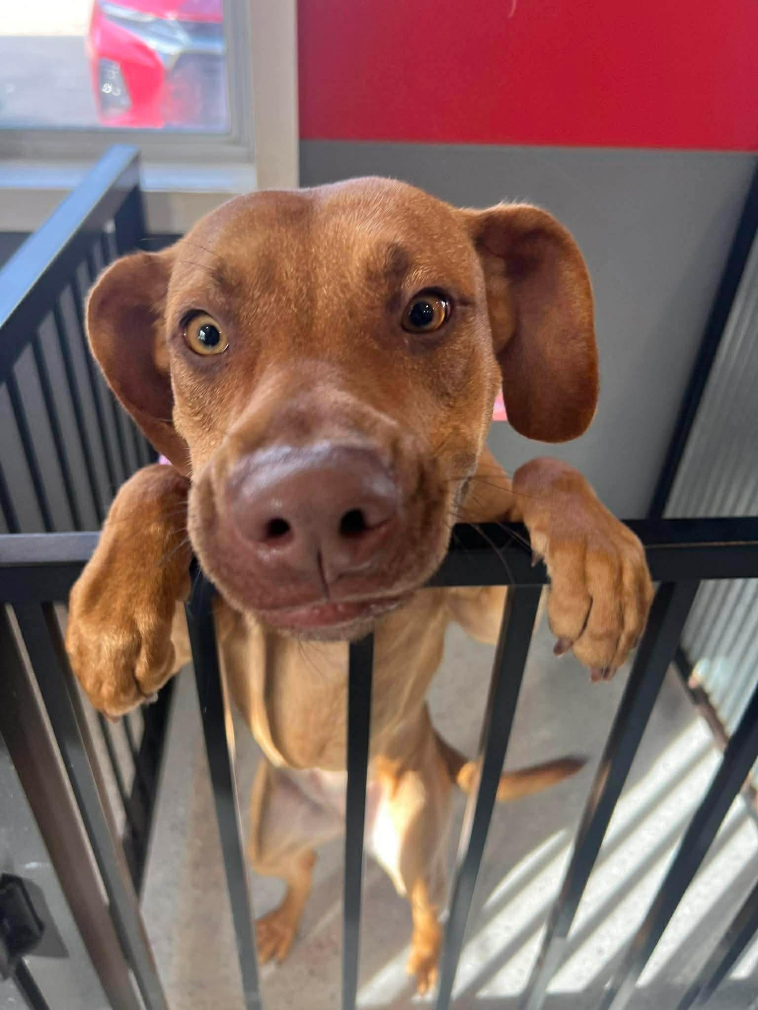 Enlarge Lucy, a ADOPTABLE mixed breed in Byron, IL image 6/6