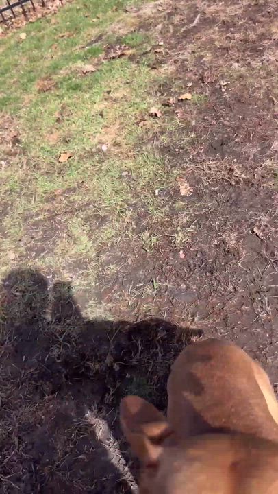 Enlarge Lucy, a ADOPTABLE mixed breed in Byron, IL video 5/6