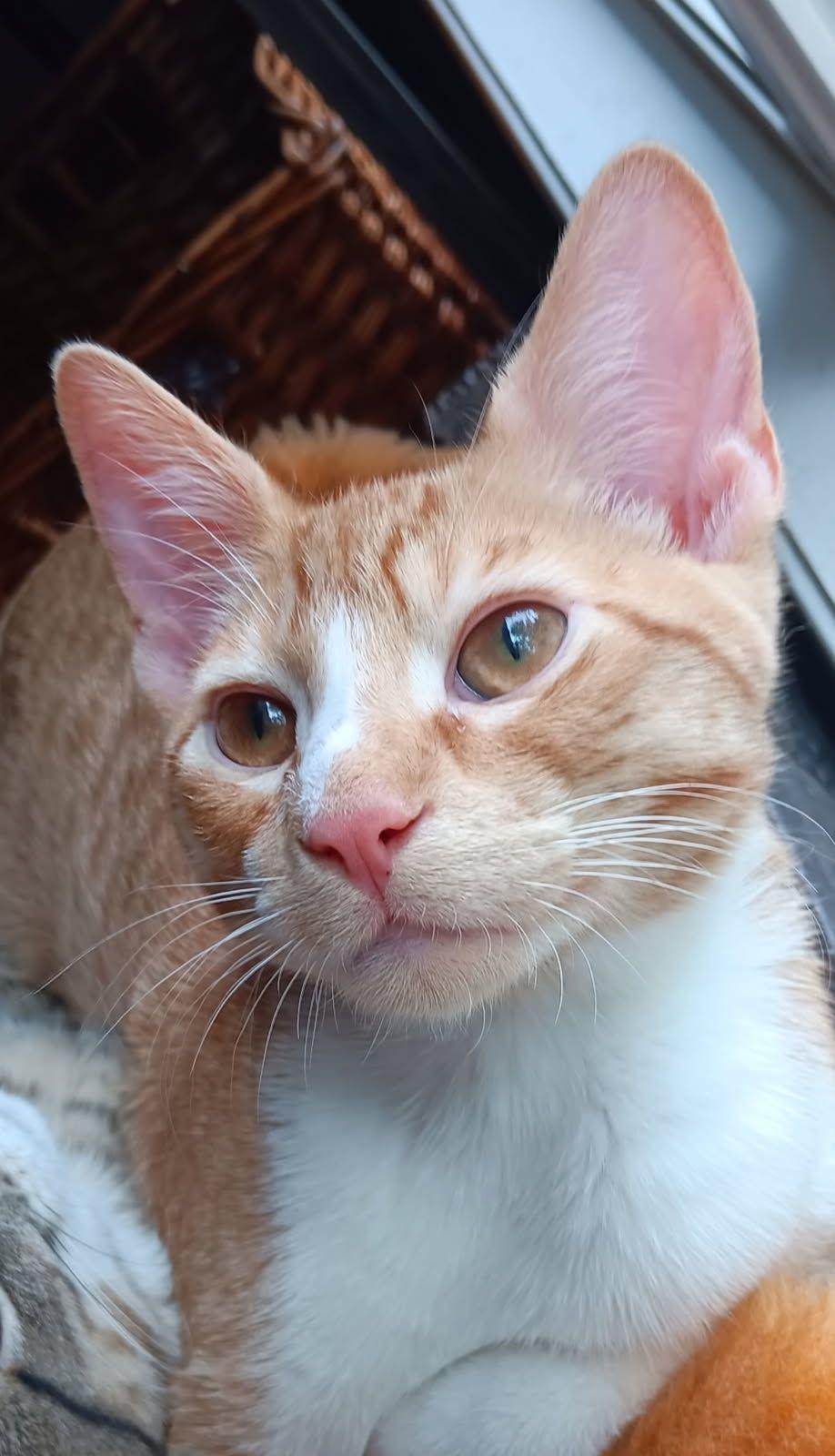 Pinto, Adopted, Kitten Male Domestic Short Hair.