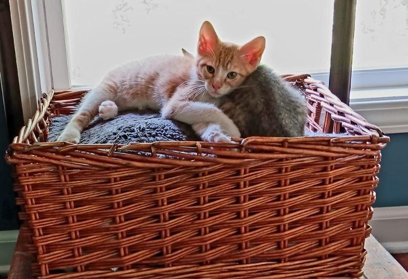 Enlarge Pinto, a Adopted Domestic Short Hair in Horn Lake, MS image 2/3