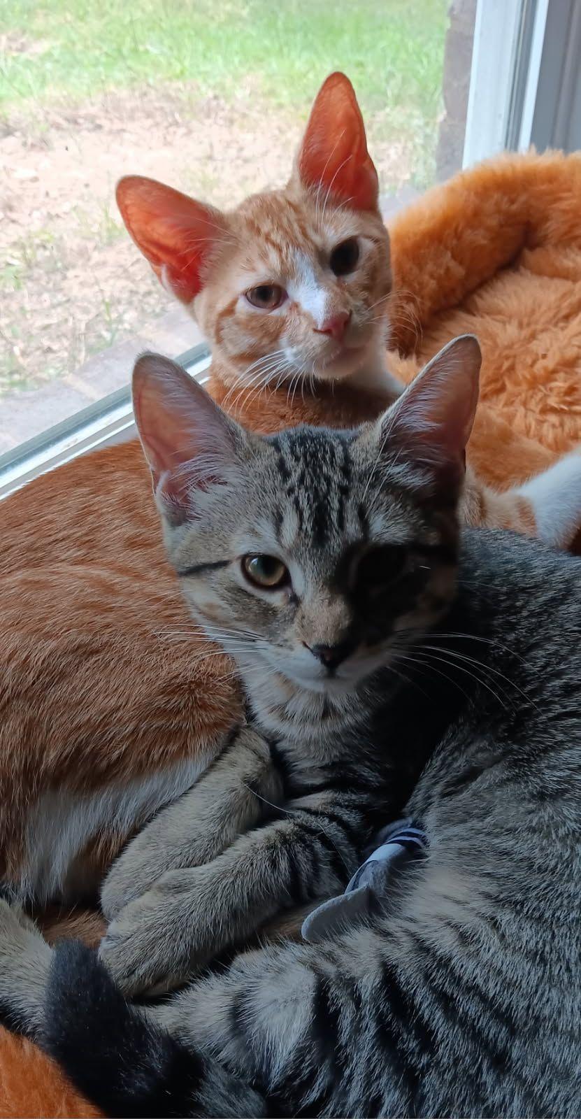 Enlarge Pinto, a Adopted Domestic Short Hair in Horn Lake, MS image 3/3