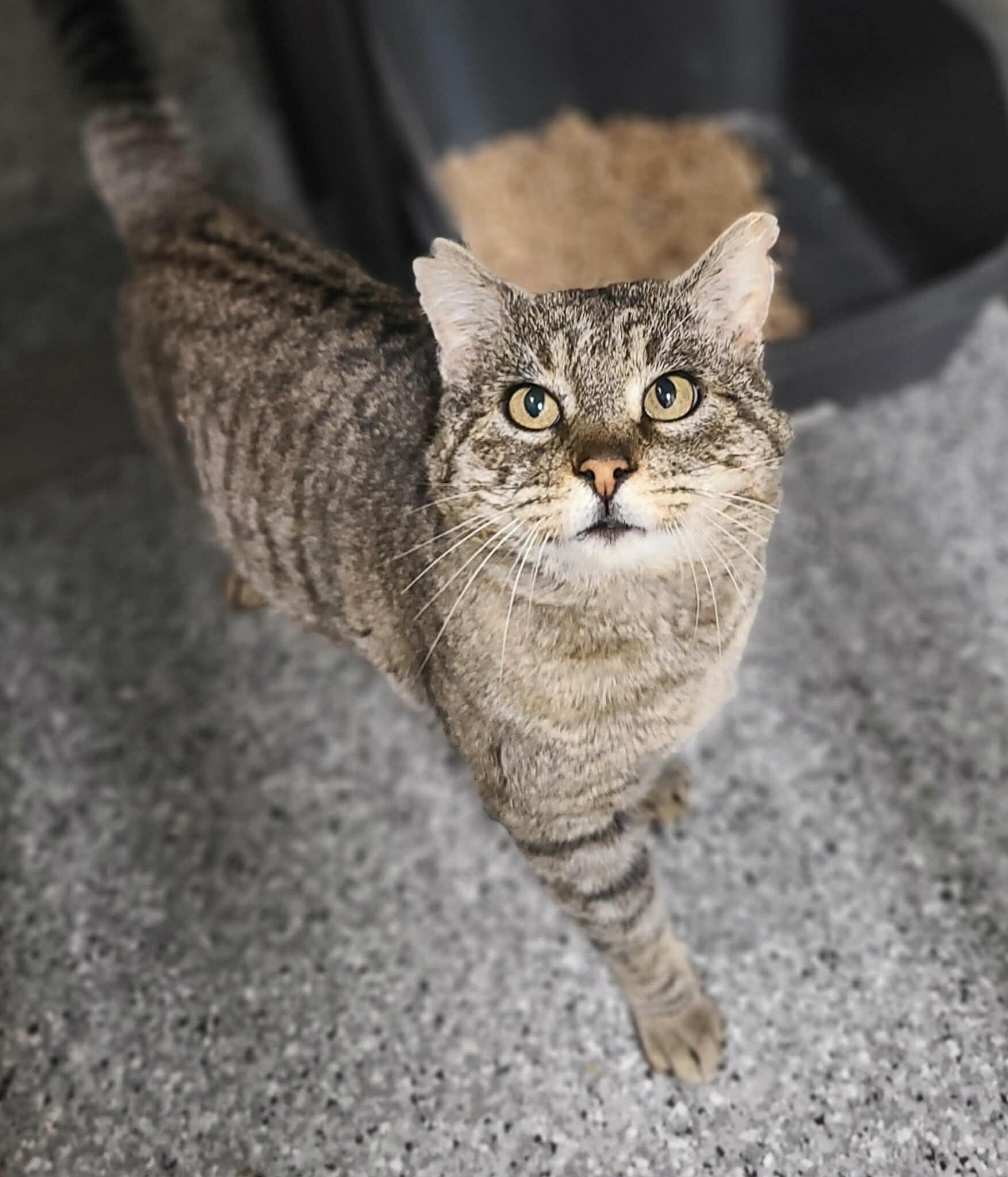 Paraffin — thumbnail 2