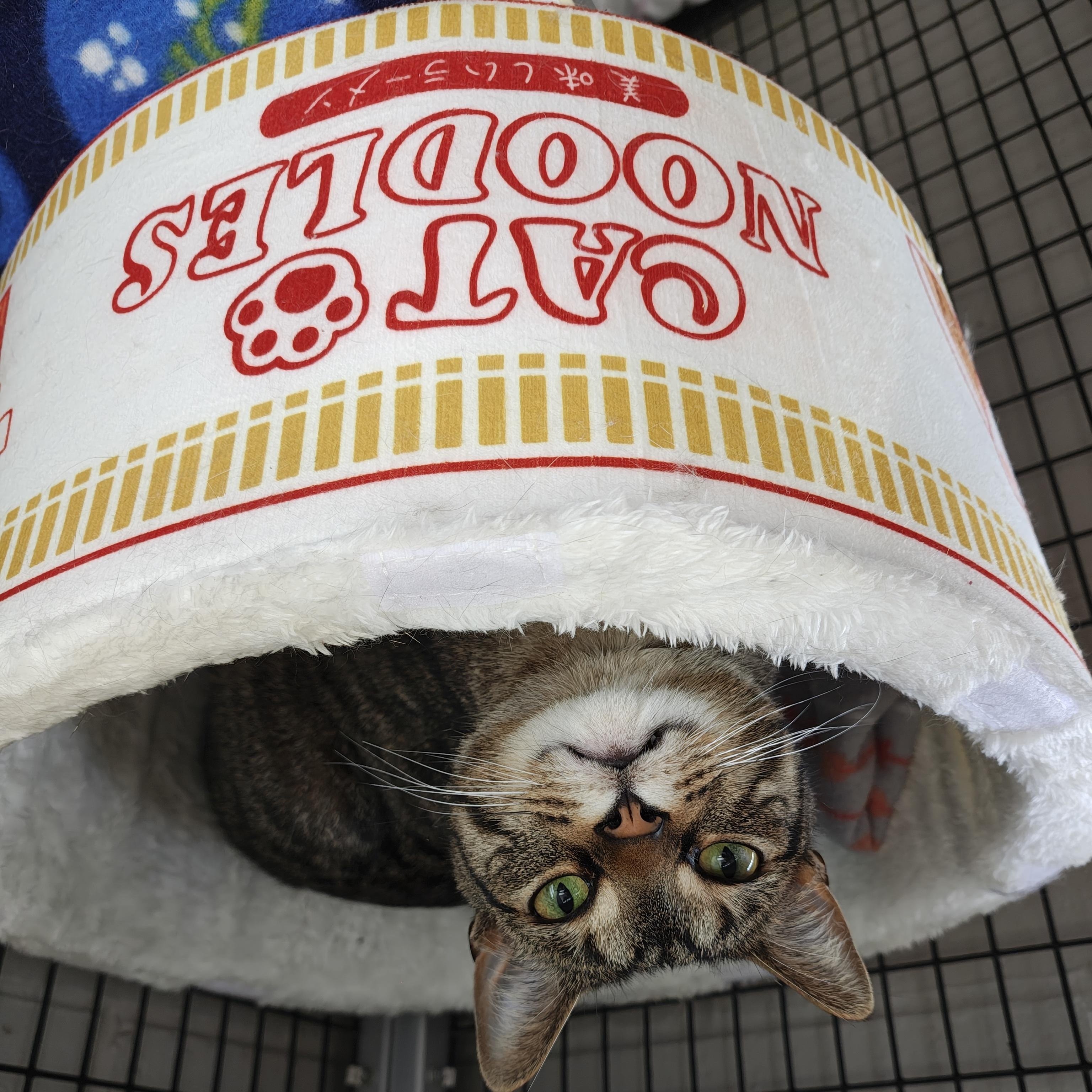 Harry (Urinary Diet), Adoptable, Adult Male Domestic Short Hair.