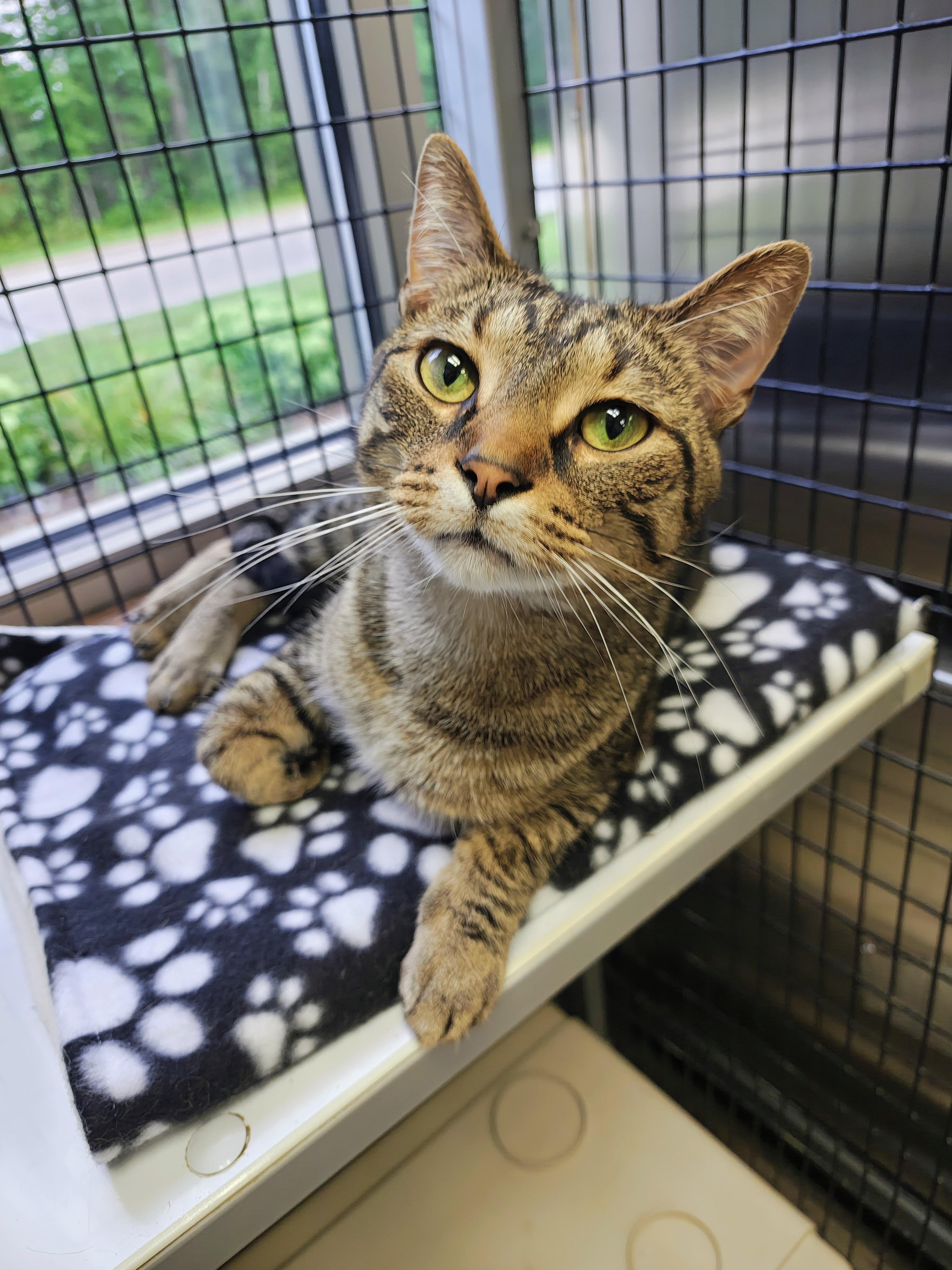 Harry (Urinary Diet), Adoptable, Adult Male Domestic Short Hair.