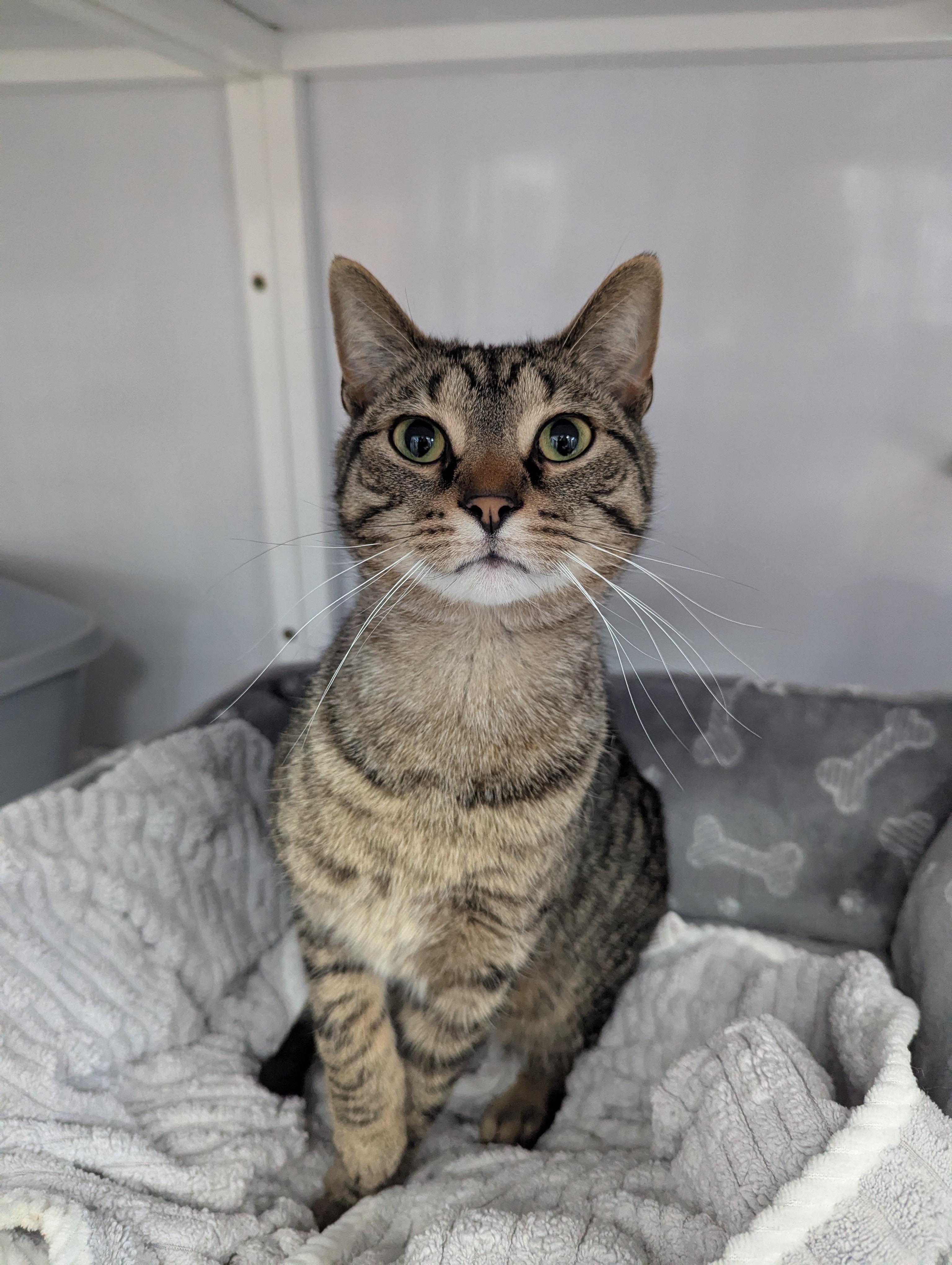 Harry (Urinary Diet), Adoptable, Adult Male Domestic Short Hair.