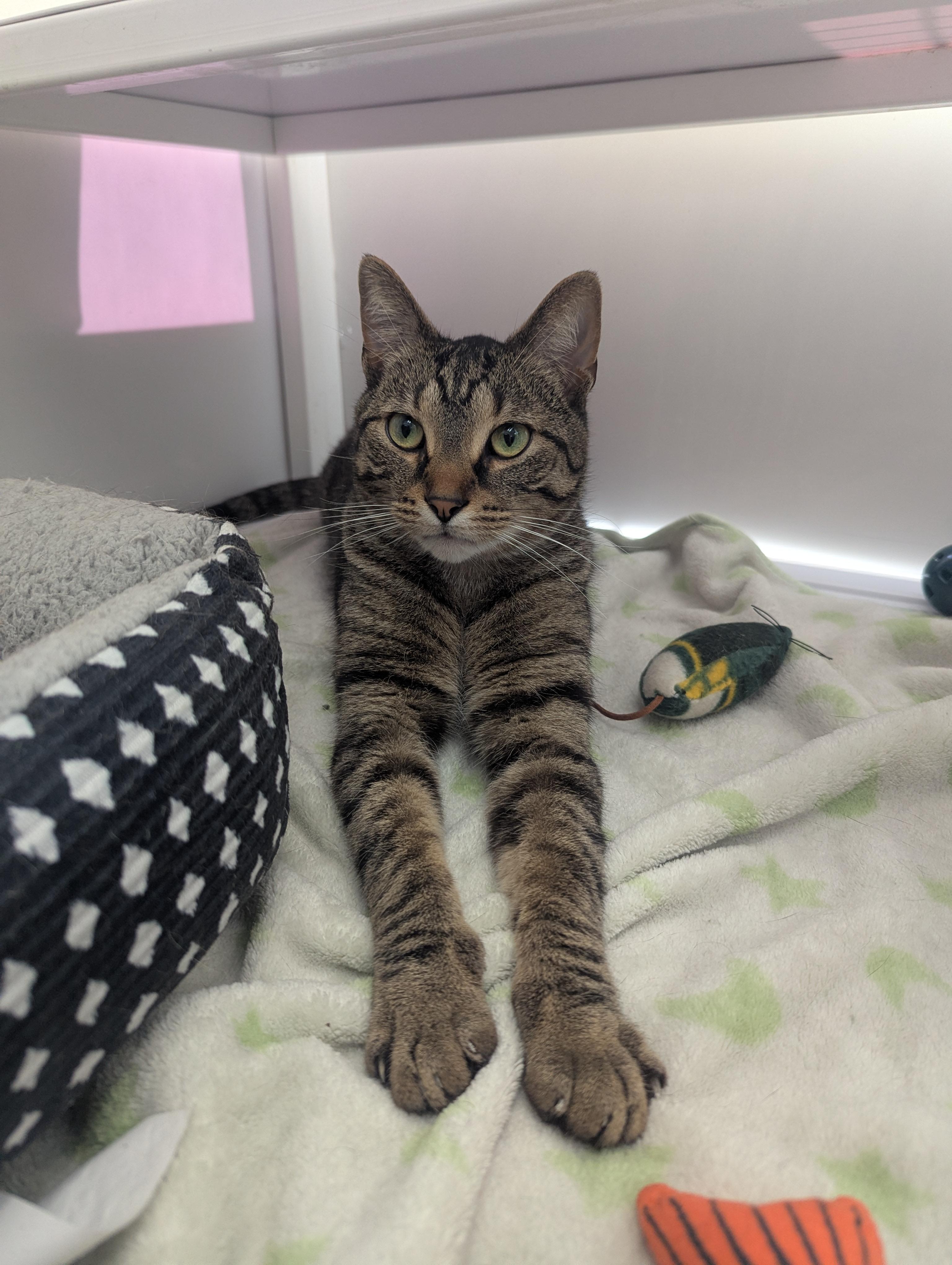 Enlarge Harry (Urinary Diet), a Adoptable Domestic Short Hair in Oconto, WI image 3/3