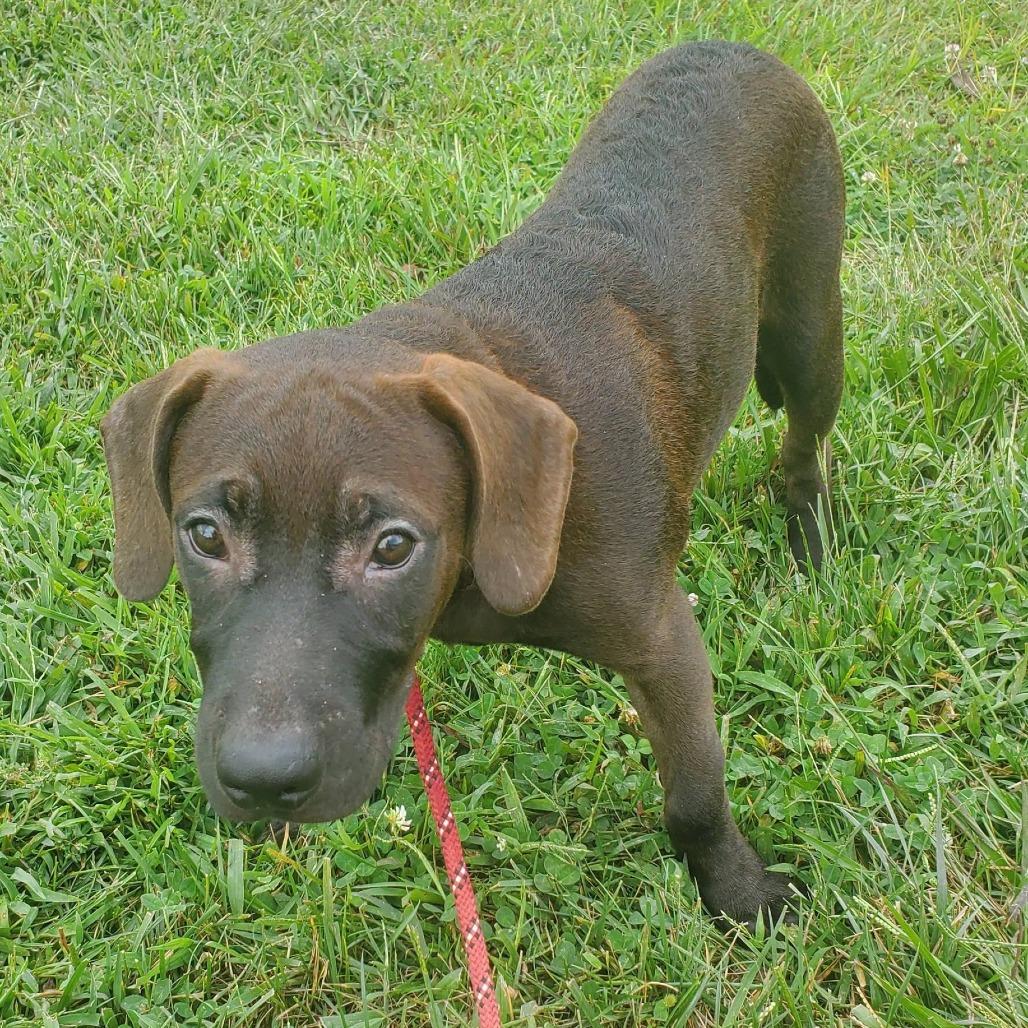 Prince (The Charming Litter), Adoptable, Puppy Male Hound & Chocolate Labrador Retriever.