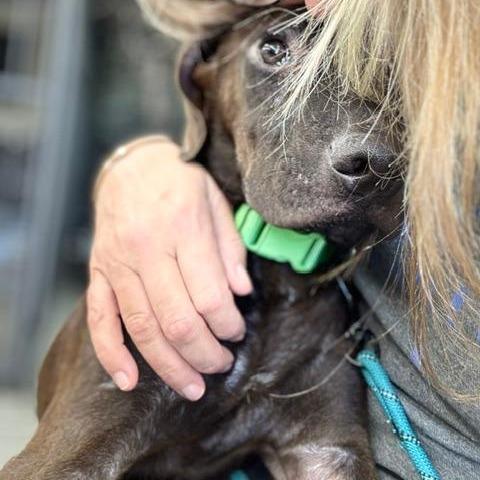 Enlarge Prince (The Charming Litter), a Adoptable mixed breed in Lenoir, NC image 2/6