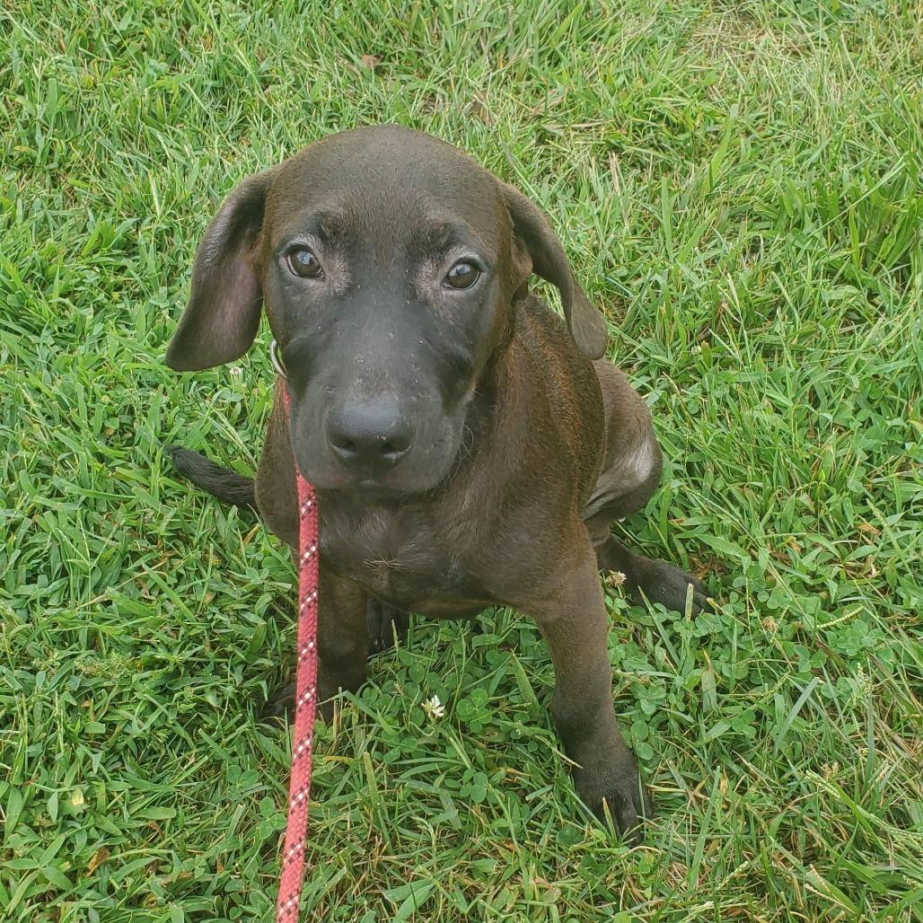 Enlarge Prince (The Charming Litter), a Adoptable mixed breed in Lenoir, NC image 3/6
