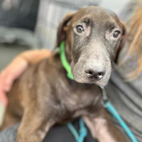 Enlarge Prince (The Charming Litter), a Adoptable mixed breed in Lenoir, NC image 4/6