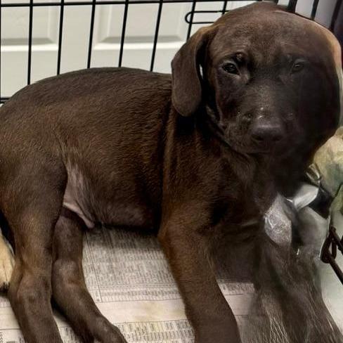 Prince (The Charming Litter), Adoptable, Puppy Male Labrador Retriever & Mixed Breed.