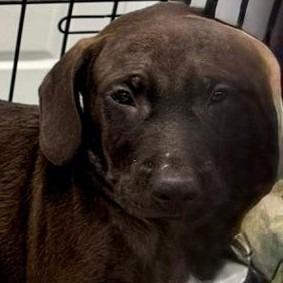 Prince (The Charming Litter), a Adoptable mixed breed in Lenoir, NC image 2/3