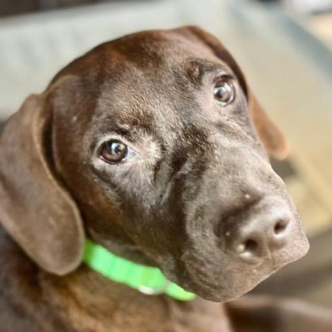 Enlarge Prince (The Charming Litter), a Adoptable mixed breed in Lenoir, NC image 6/6