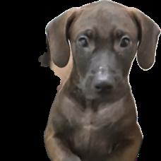 Prince (The Charming Litter), a Adoptable mixed breed in Lenoir, NC image 3/3