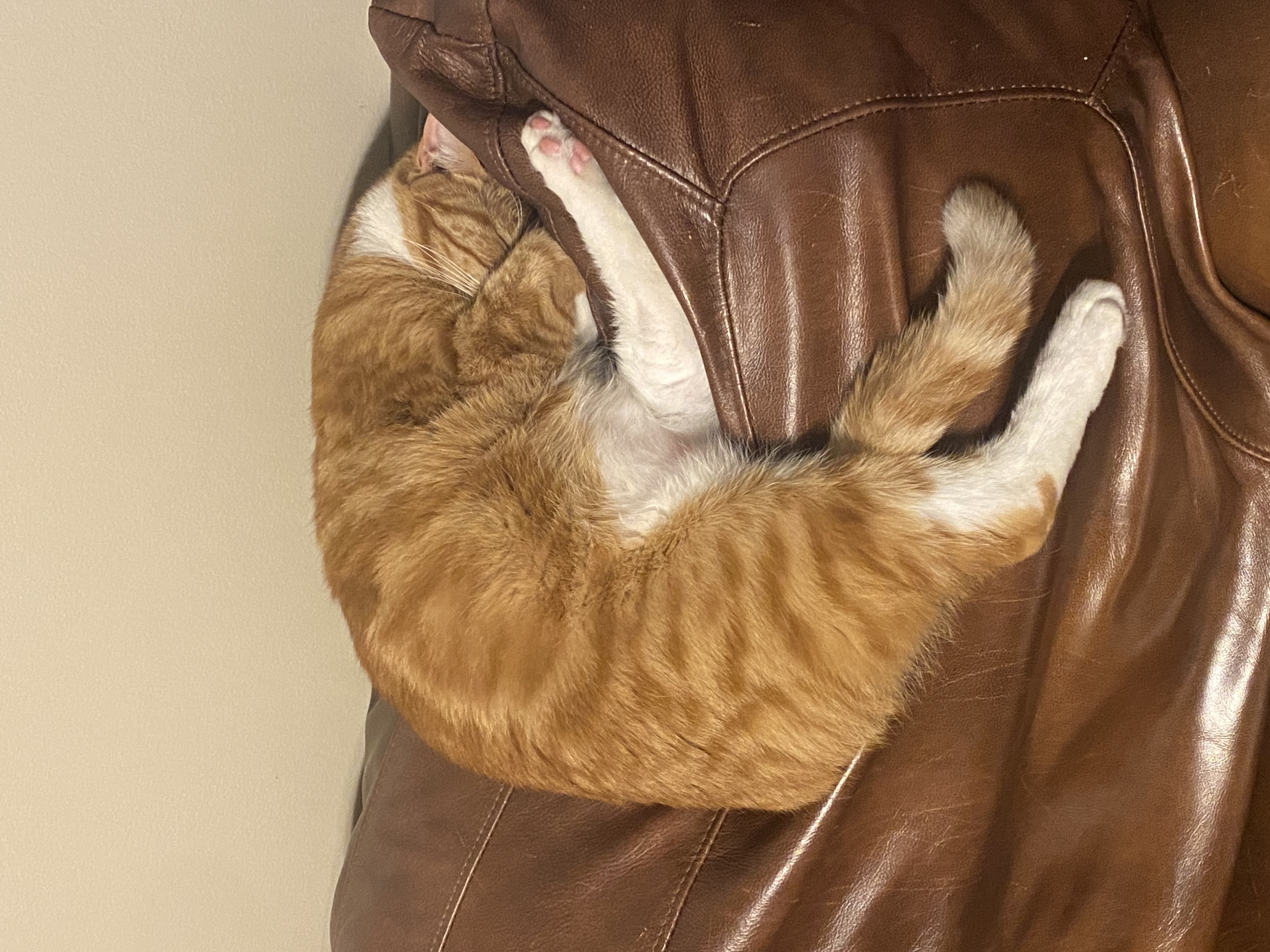 Enlarge Phineas, a Adoptable Domestic Short Hair in Schererville, IN image 5/6