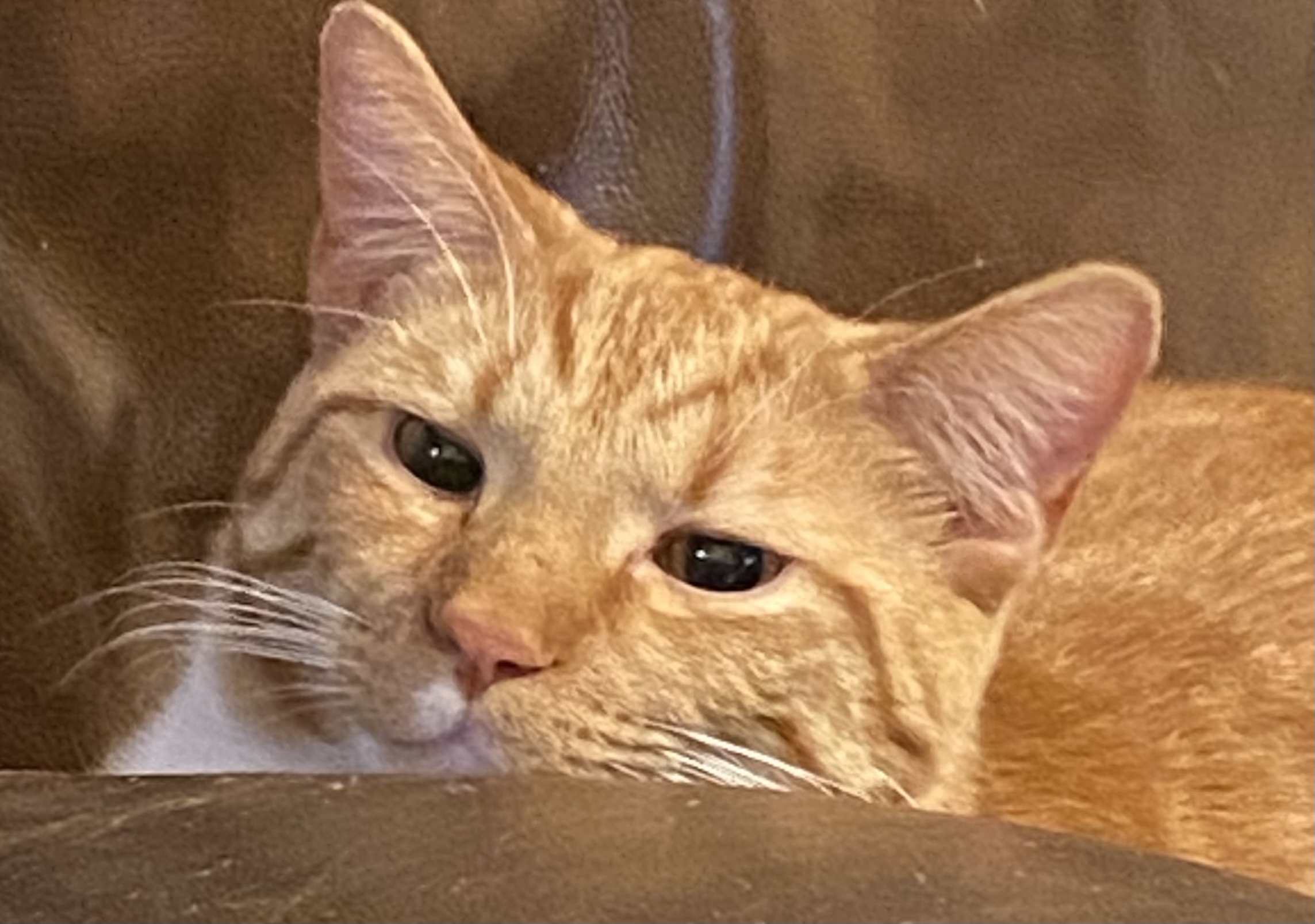 Enlarge Phineas, a Adoptable Domestic Short Hair in Schererville, IN image 1/6