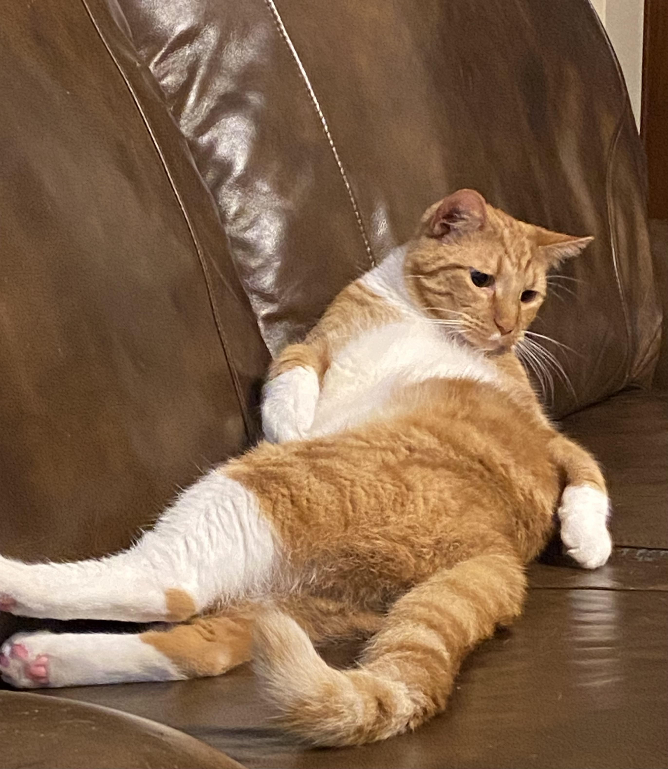 Enlarge Phineas, a Adoptable Domestic Short Hair in Schererville, IN image 3/6