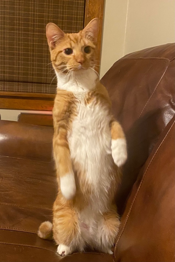 Enlarge Phineas, a Adoptable Domestic Short Hair in Schererville, IN image 6/6