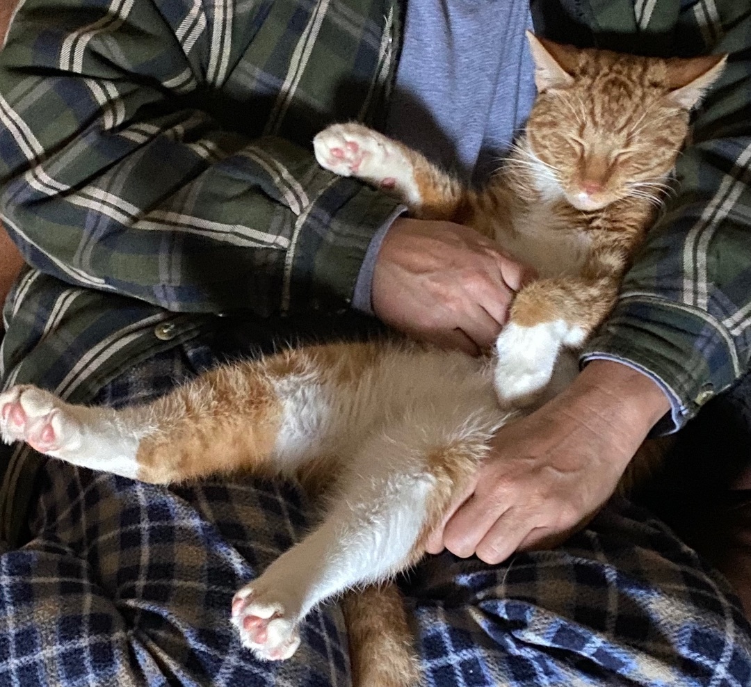 Enlarge Phineas, a Adoptable Domestic Short Hair in Schererville, IN image 4/6