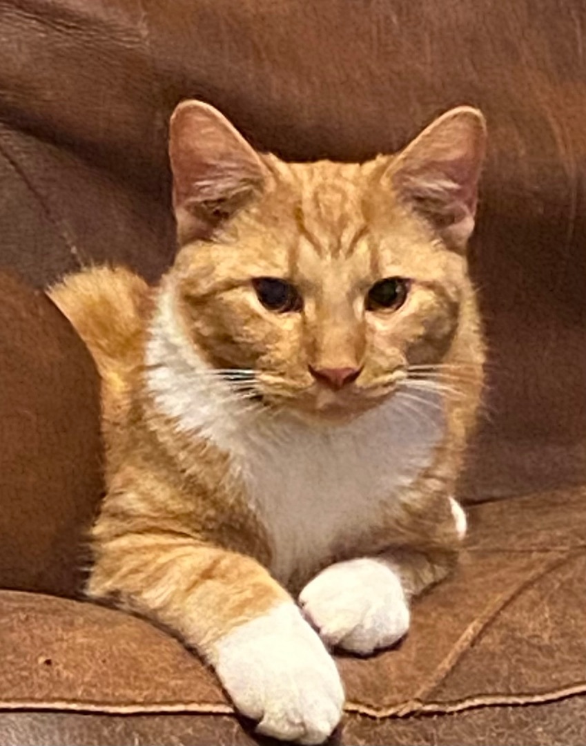 Enlarge Phineas, a Adoptable Domestic Short Hair in Schererville, IN image 2/6