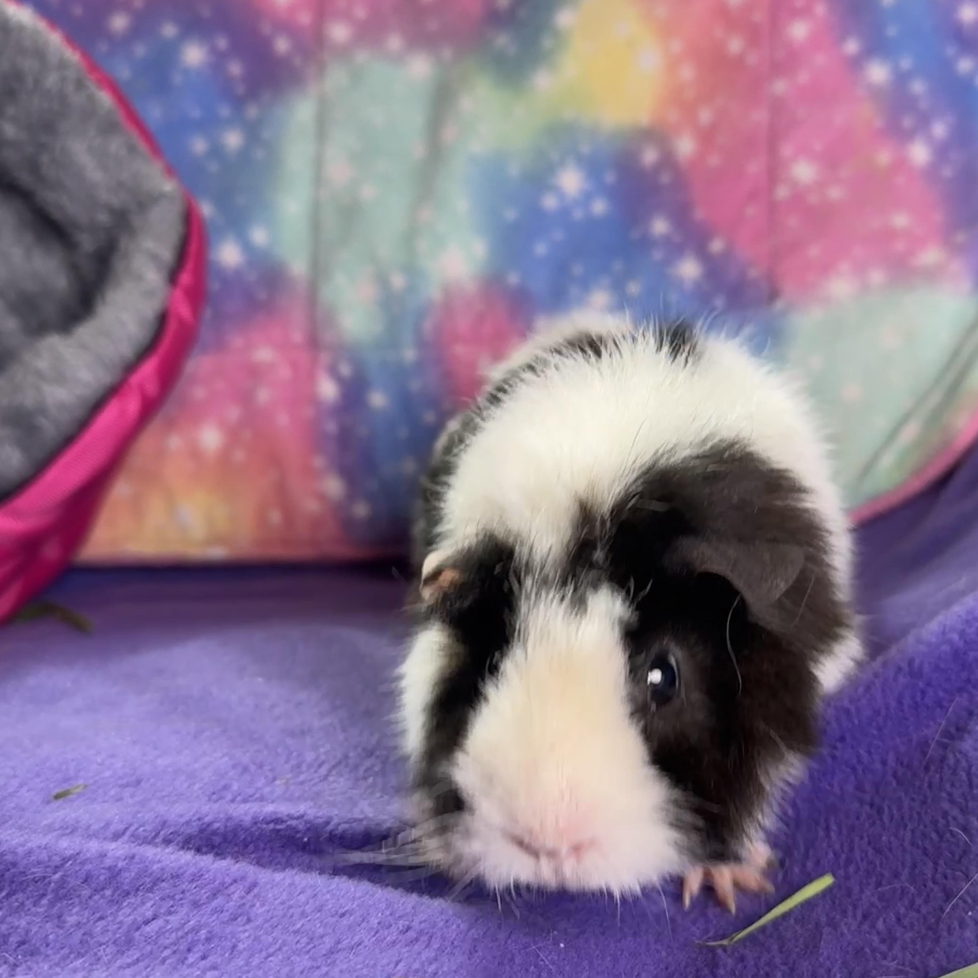 Enlarge Ruby, a ADOPTABLE Abyssinian in San Antonio, TX image 2/2