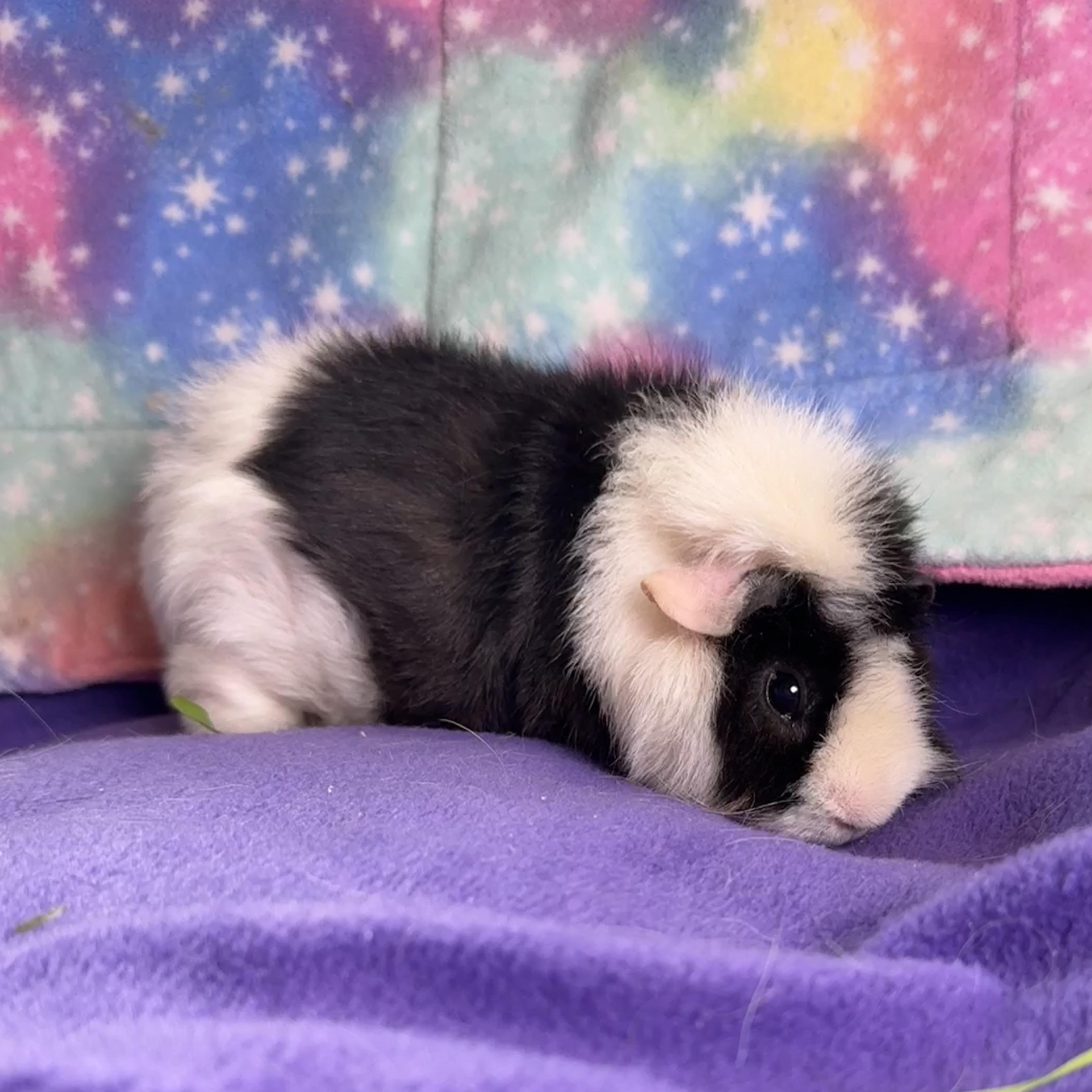 Enlarge Ruby, a ADOPTABLE Abyssinian in San Antonio, TX image 1/2