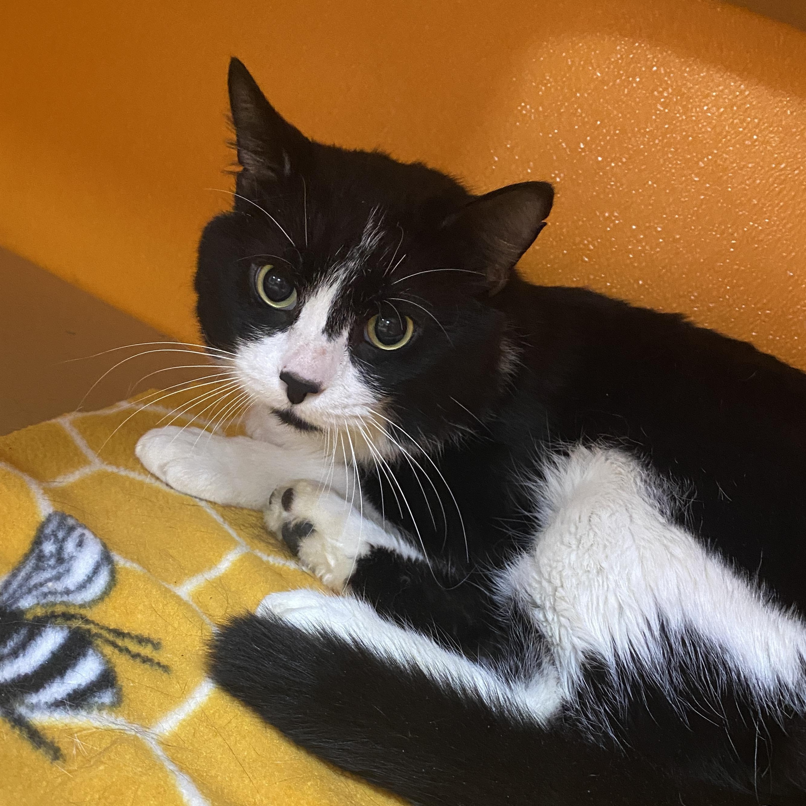 Enlarge Max, a Adoptable Domestic Short Hair in Elyria, OH image 1/3