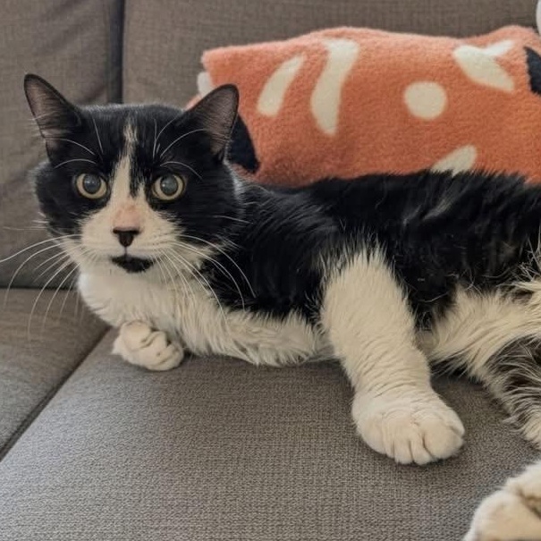 Enlarge Max, a Adoptable Domestic Short Hair in Elyria, OH image 2/3