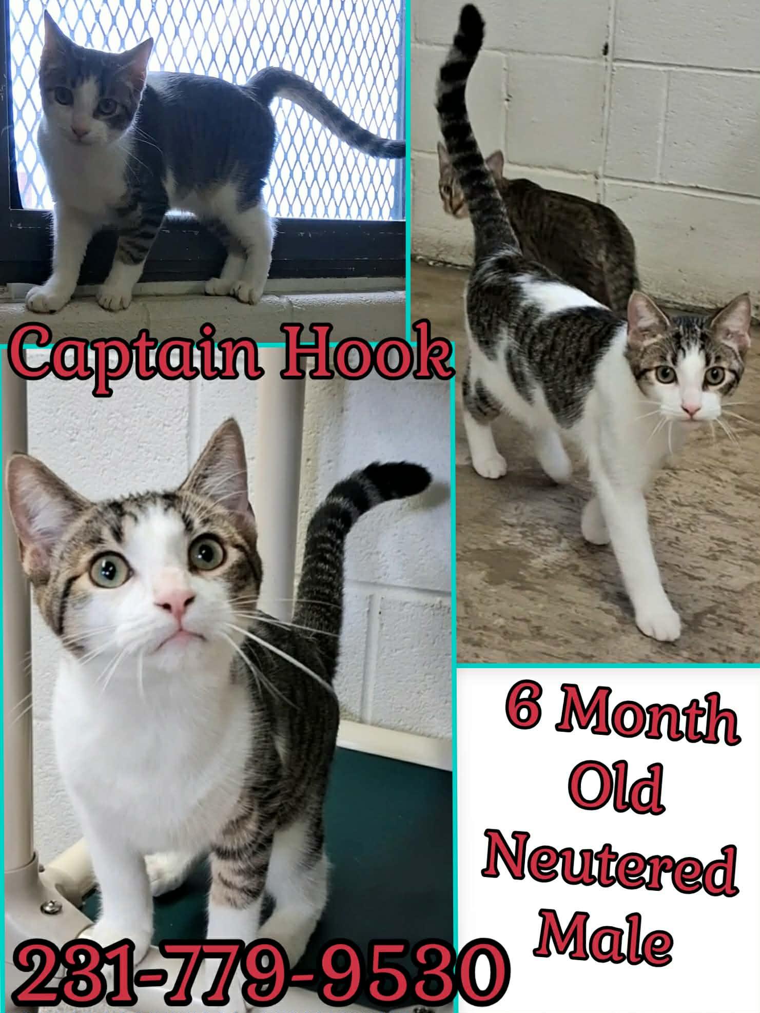 CAPTAIN HOOK, Adopted, Kitten Male Domestic Short Hair.