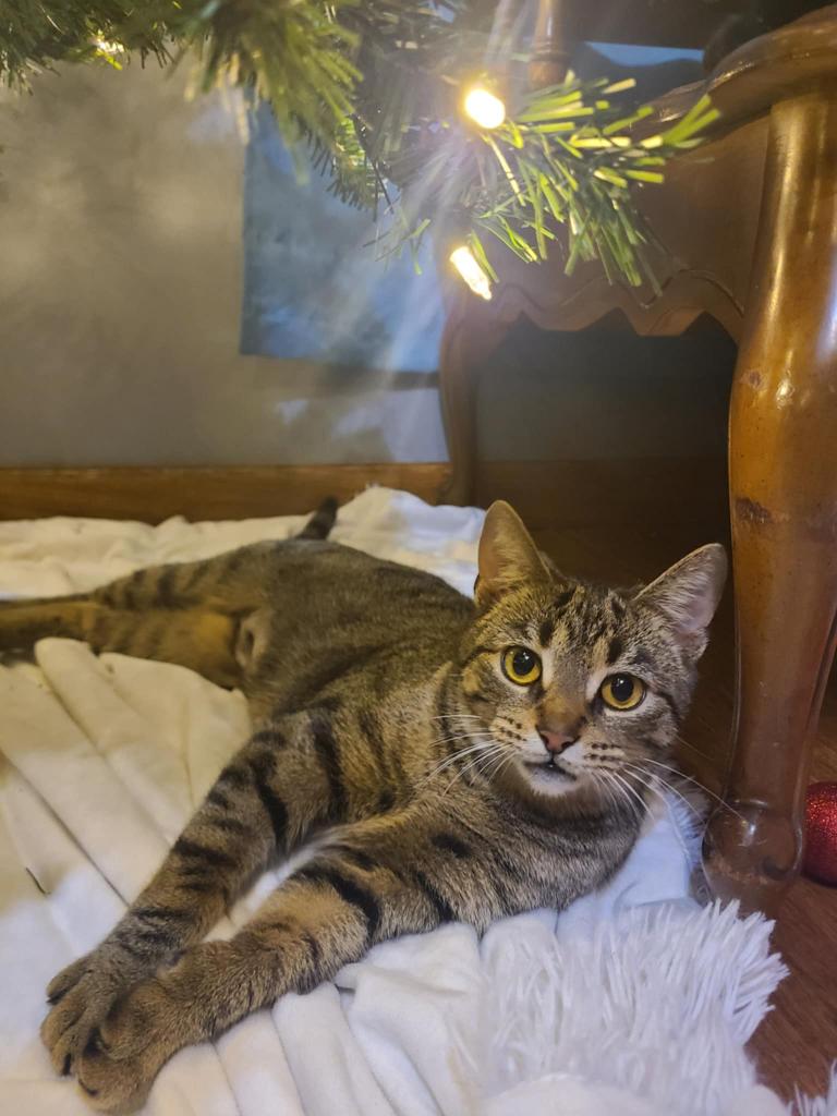 Alley, Adoptable, Young Female Domestic Short Hair.