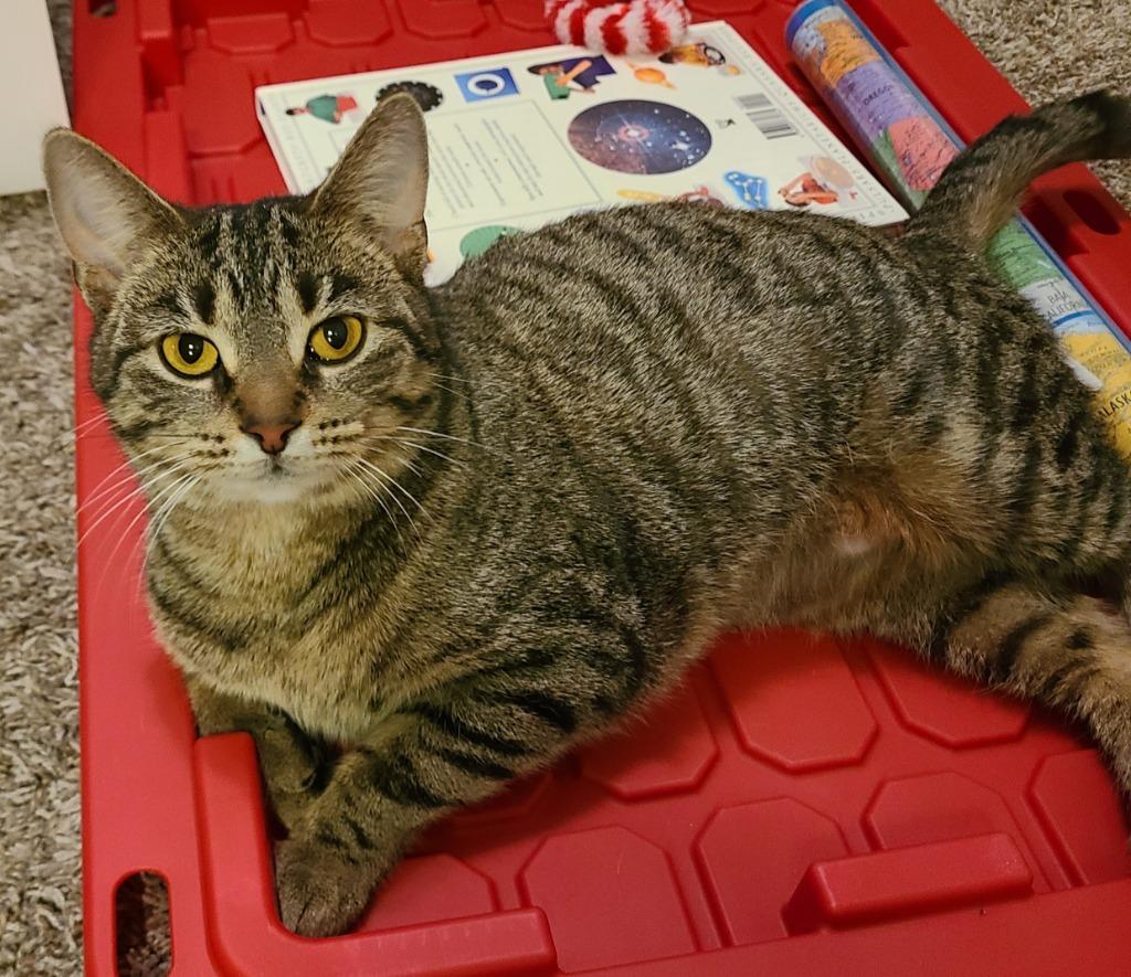 Enlarge Alley, a Adoptable mixed breed in Portland, IN image 2/4
