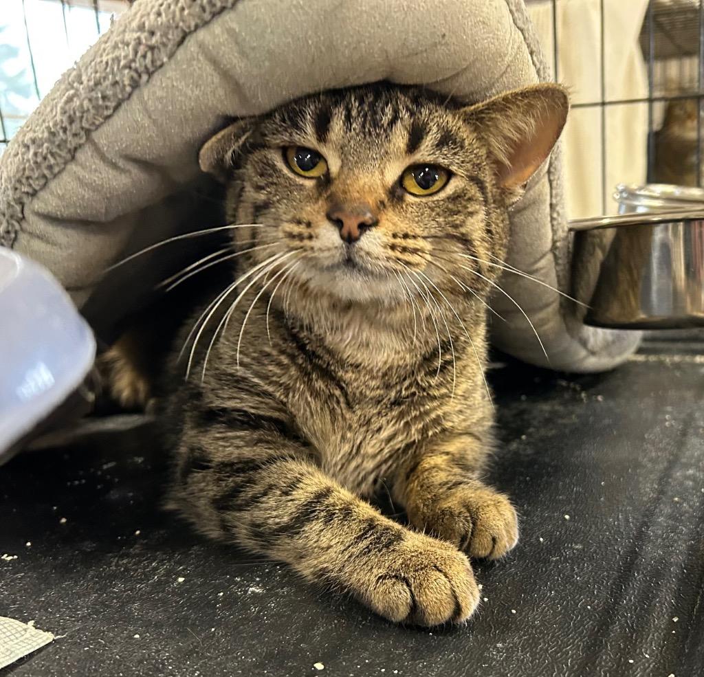 Enlarge Alley, a Adoptable mixed breed in Portland, IN image 3/4