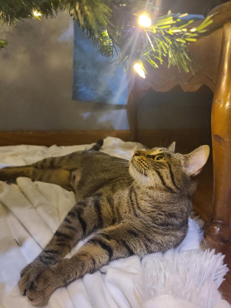 Enlarge Alley, a Adoptable mixed breed in Portland, IN image 4/4