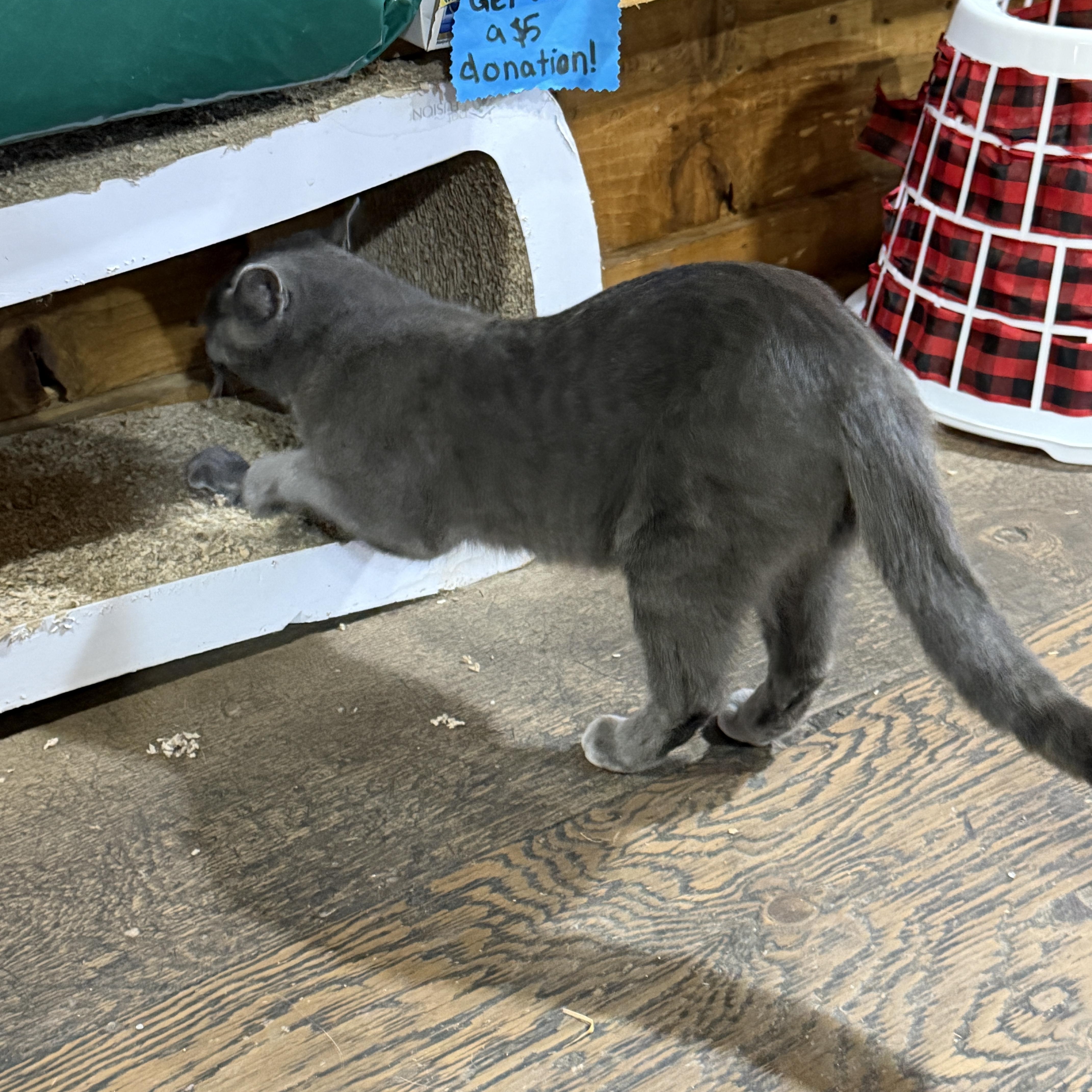 Enlarge Iris, a Adoptable Domestic Short Hair in New Market, MN image 2/3