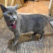 Enlarge Iris, a Adoptable Domestic Short Hair in New Market, MN image 3/3