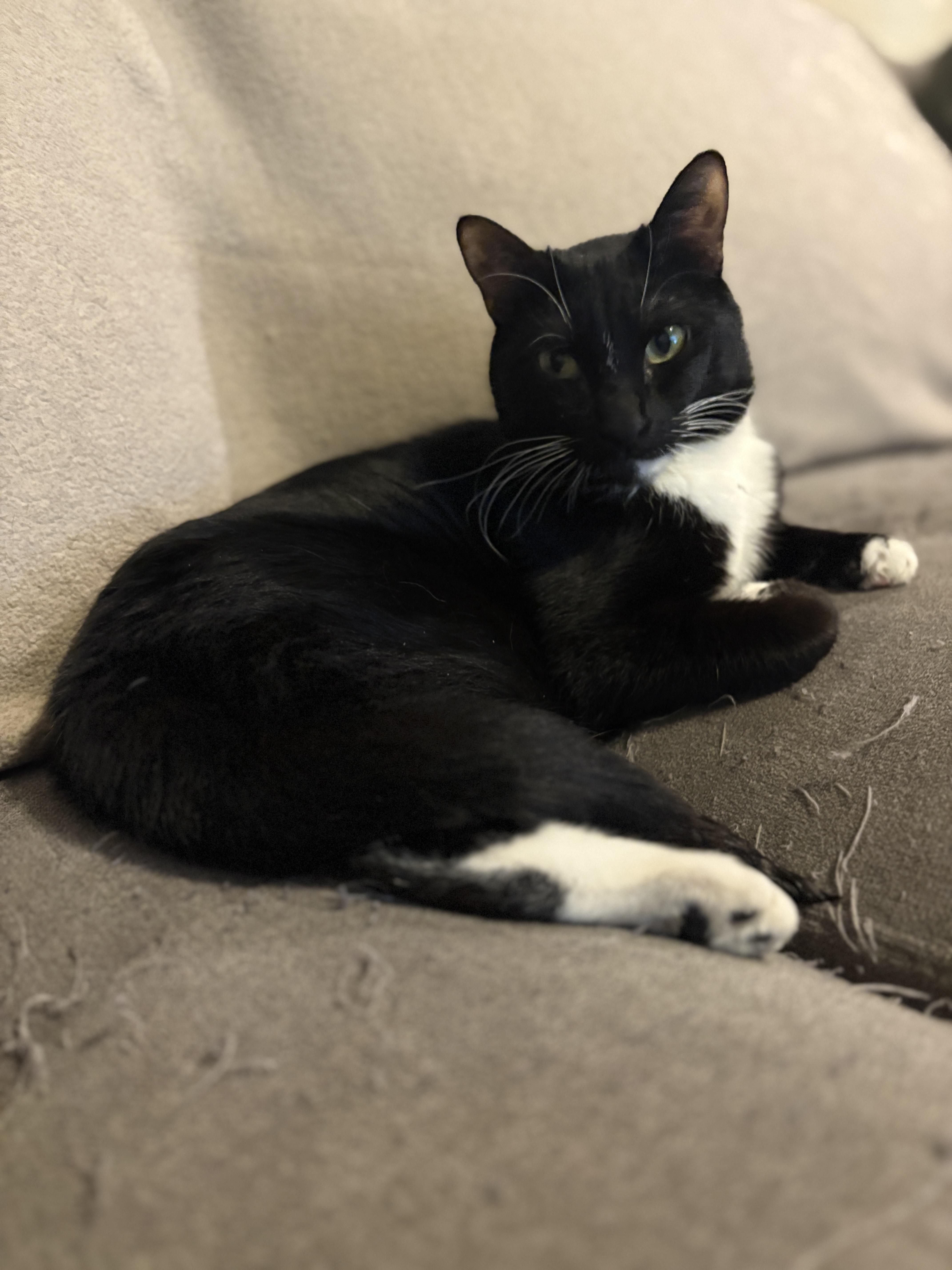 Enlarge Bobbie, a Adoptable mixed breed in Youngtown, AZ image 1/4