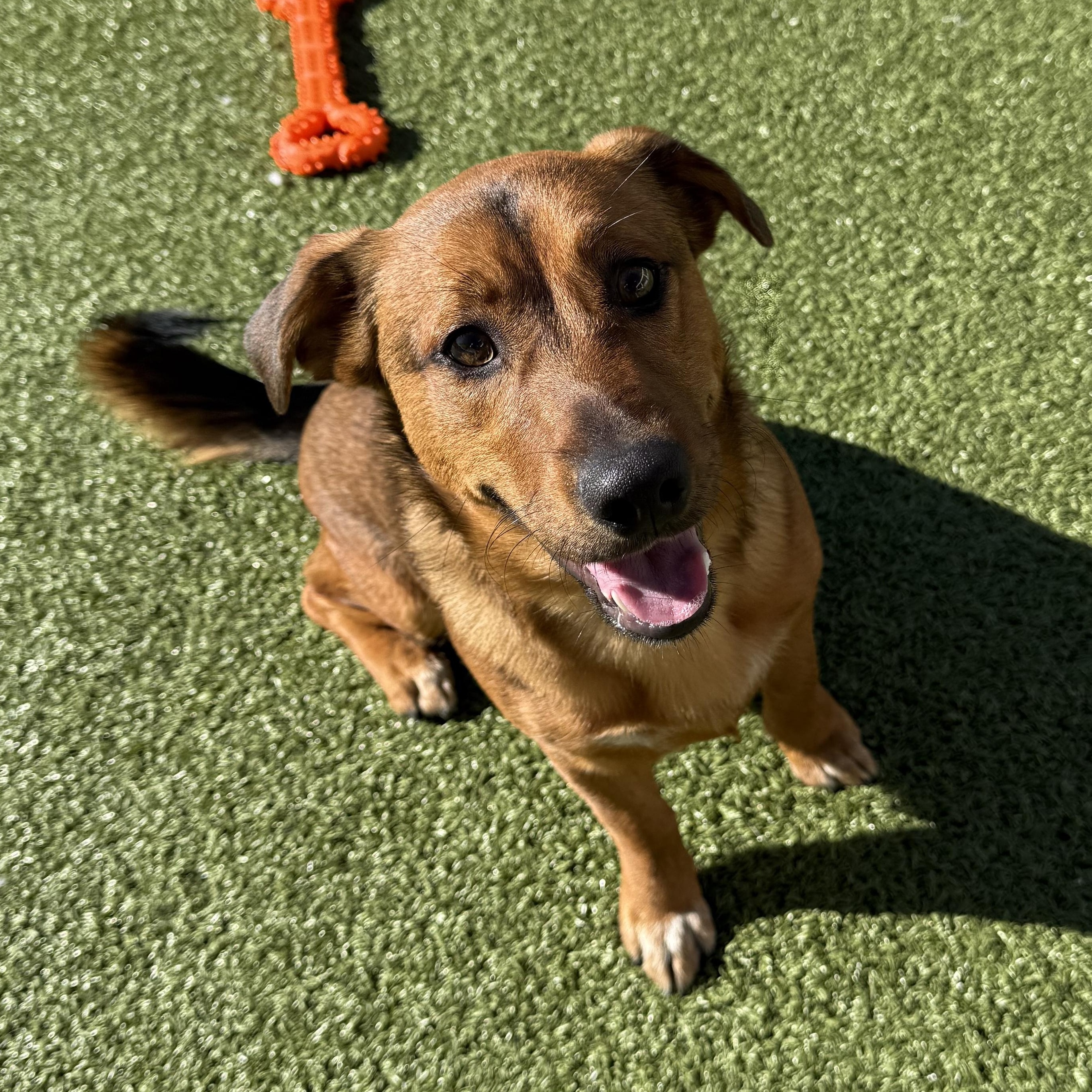 ACO Stray Corgi Mix, an adoptable Corgi in Hays, KS, 67601 | Photo Image 5